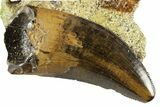 Serrated Tyrannosaur Tooth in Rock - Judith River Formation #313331-1